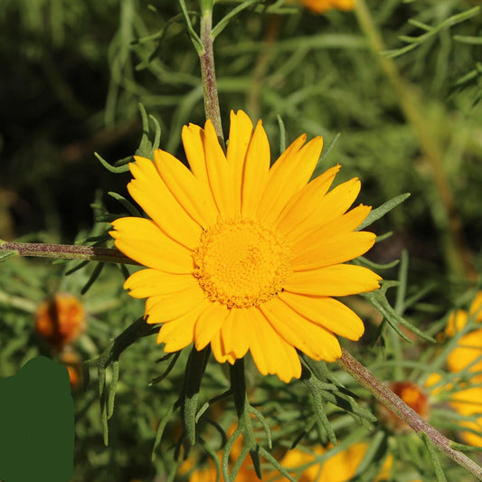 Daisy Cladanthus Arabicus – Palm Springs Garden Flower Seeds
