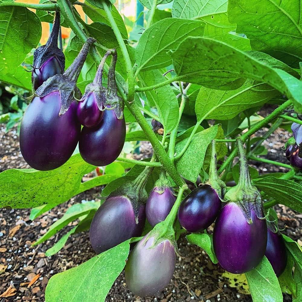 Round Purple Eggplant Solanum Melongena – Hardy Vegetable Seeds