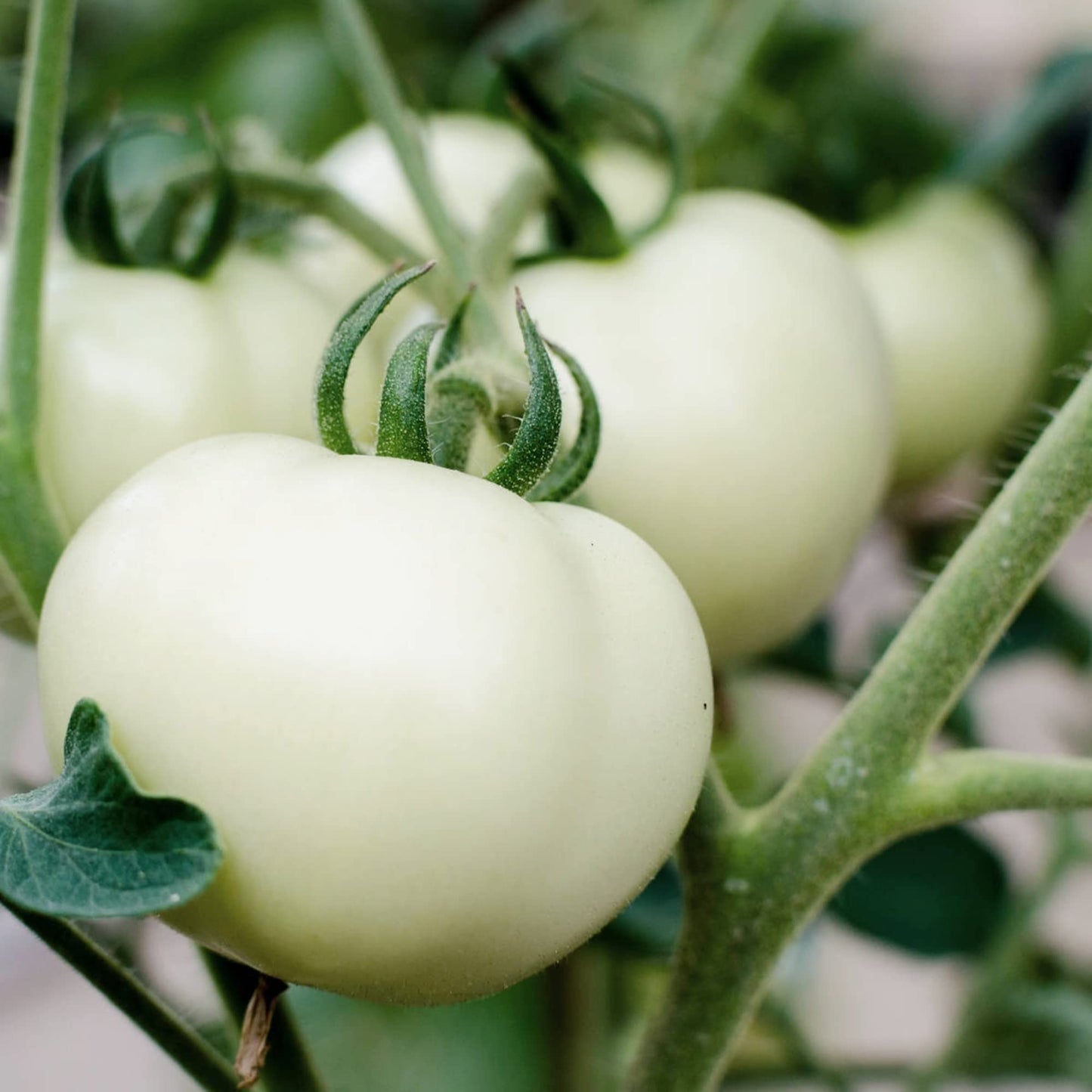 Snow Cherry Tomato – Sweet White Cherry Vegetable Seeds