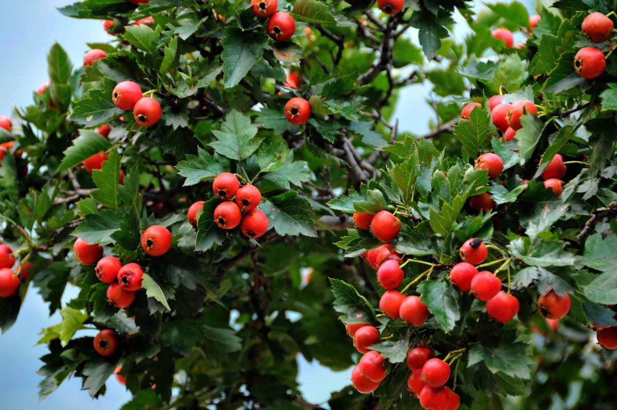Chinese Hawthorn Crataegus Pinnatifida – Hardy Fruit Tree Seeds