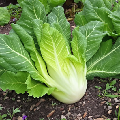 Giant Batavian Endive – Garden Vegetable Seeds