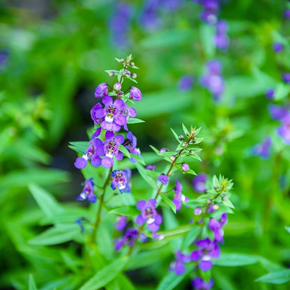 Angelonia Angelonia Angustifolia – Serena Mixed Color Flower Seeds