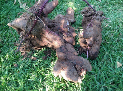 Yam Root (Dioscorea) Vegetable Seeds for Planting – Heirloom, Non-GMO, Easy to Grow, Annual Crop