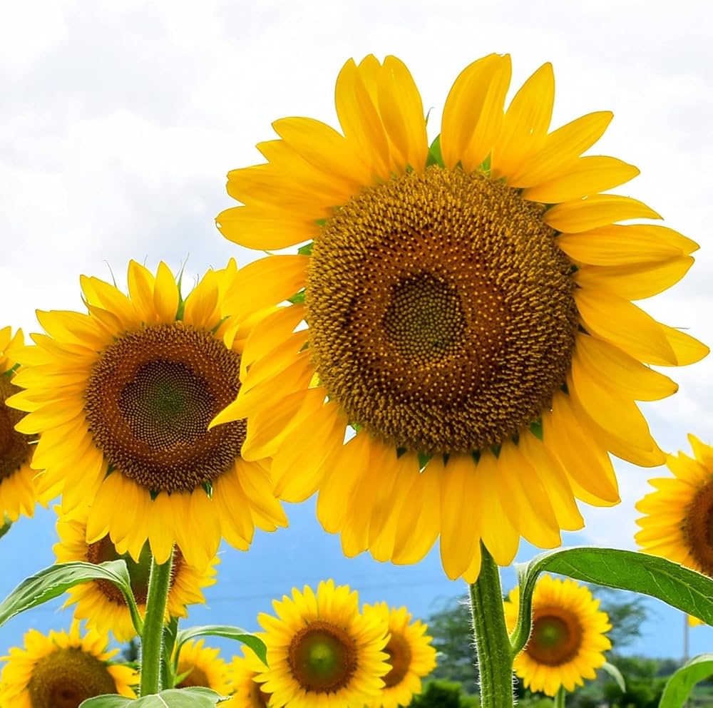 Yellow Sunflower Mammoth – Large Flower Garden Seeds
