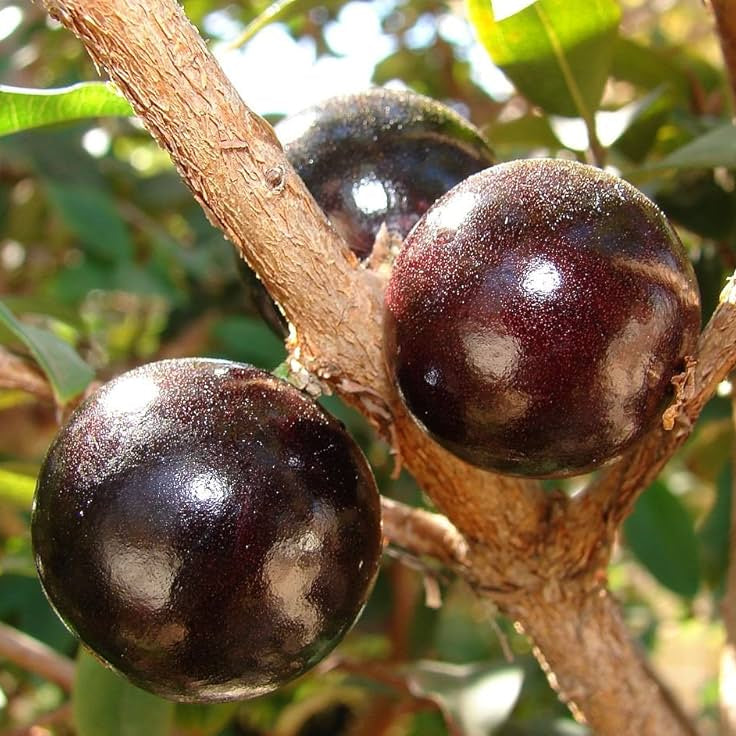 Jaboticaba (Plinia cauliflora) Live Plant Sapling – Heirloom, Non-GMO, Fast-Growing, Fruit-Bearing, Easy to Grow