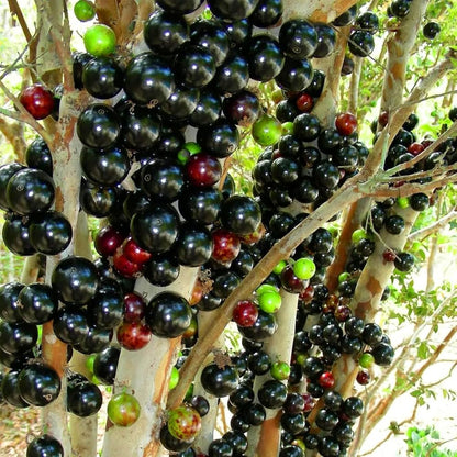 Jaboticaba (Plinia cauliflora) Seeds for Planting – Heirloom, Non-GMO, Easy to Grow, Indoor/Outdoor Variety