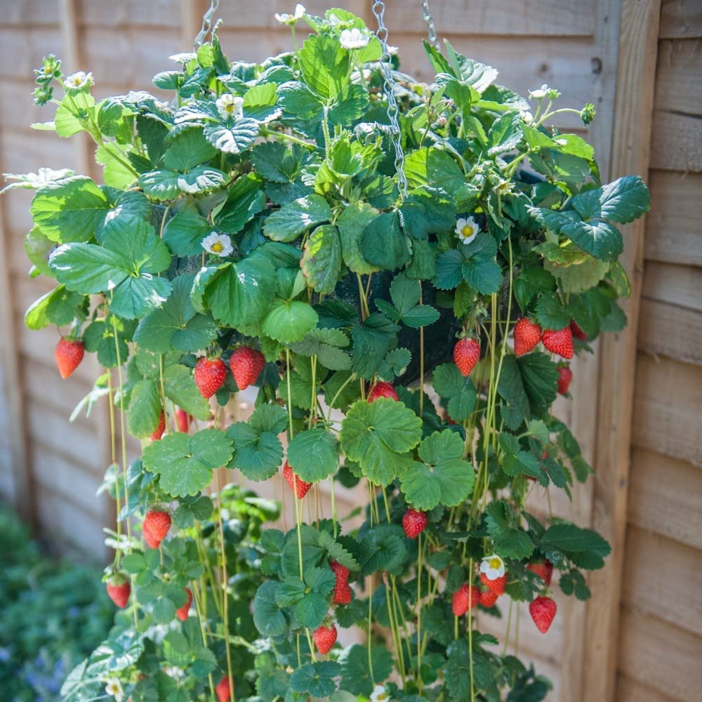 Seeds Red Strawberry Climbing Garden Fruit Seeds
