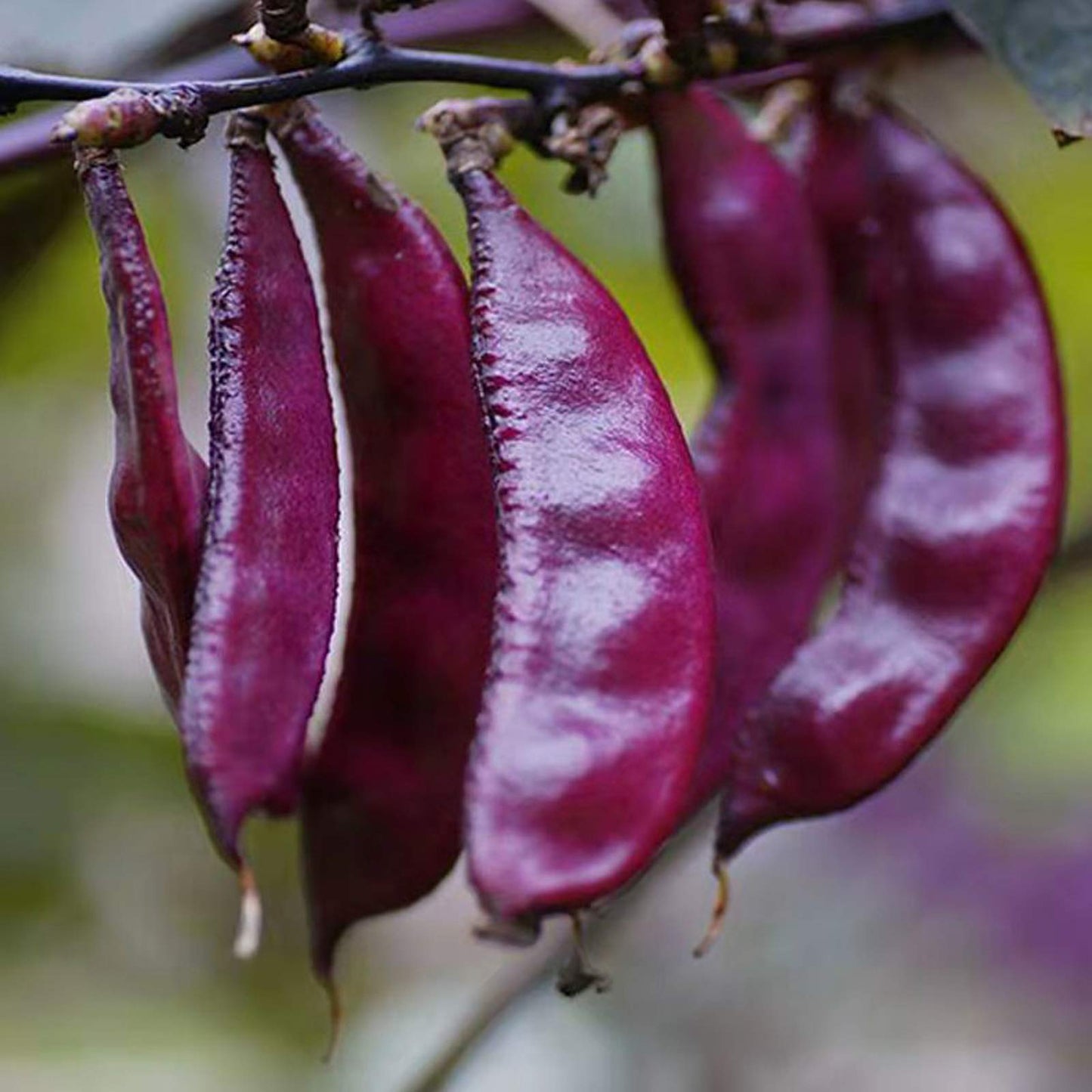 Purple Hyacinth Bean – Garden Vegetable Seeds