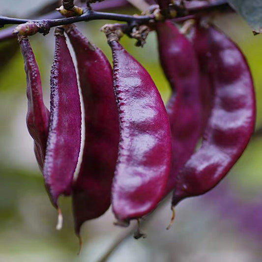 Hyacinth Bean Lablab Purpureus – Red Leaved Vegetable Seeds