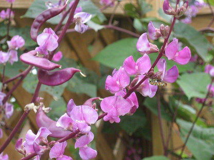 Lablab Beans Seeds Hyacinth Bean Exotic Climber Seeds - Climbing