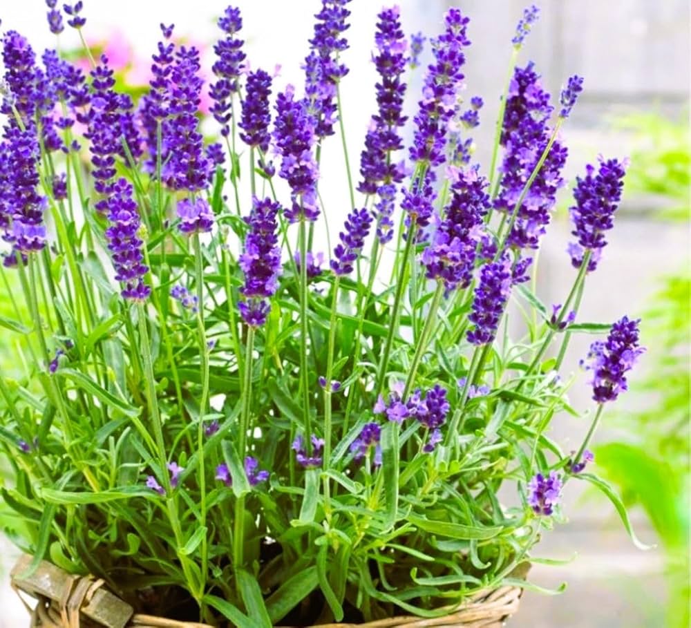 English Lavender Lavandula Angustifolia – Fragrant Garden Herb Seeds