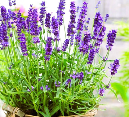 English Lavender Lavandula Angustifolia – Fragrant Garden Herb Seeds