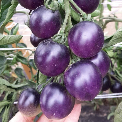 Baby Blue Cherry Tomato – Heirloom Vegetable Garden Seeds
