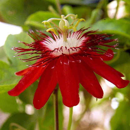 Passiflora vitifolia Seeds – Scarlet Passion Flower, Heirloom, Non-GMO, Tropical Climbing Vine