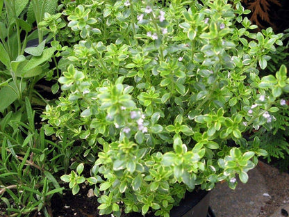 Thyme Thymus Vulgaris – Herb Vegetable Seeds