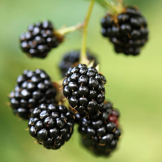 Chester Blackberry Blackberry Plugs – Garden Fruit Seeds