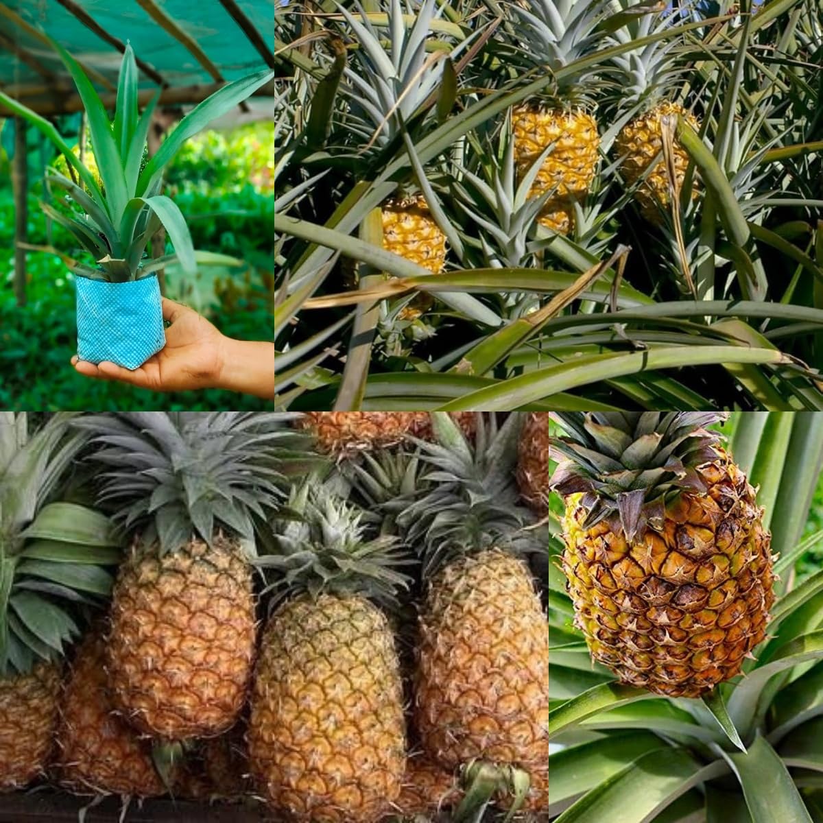 Smooth Cayenne Pineapple Ananas Comosus Seeds for Planting – Heirloom, Non-GMO, Easy to Grow Tropical Fruit
