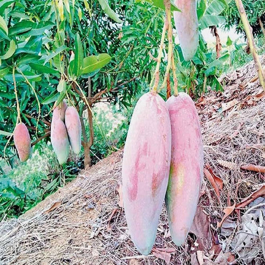 Graftedd Mangifera Indica Red Invory Fruit Tree – Hardy Fruit Tree Seeds