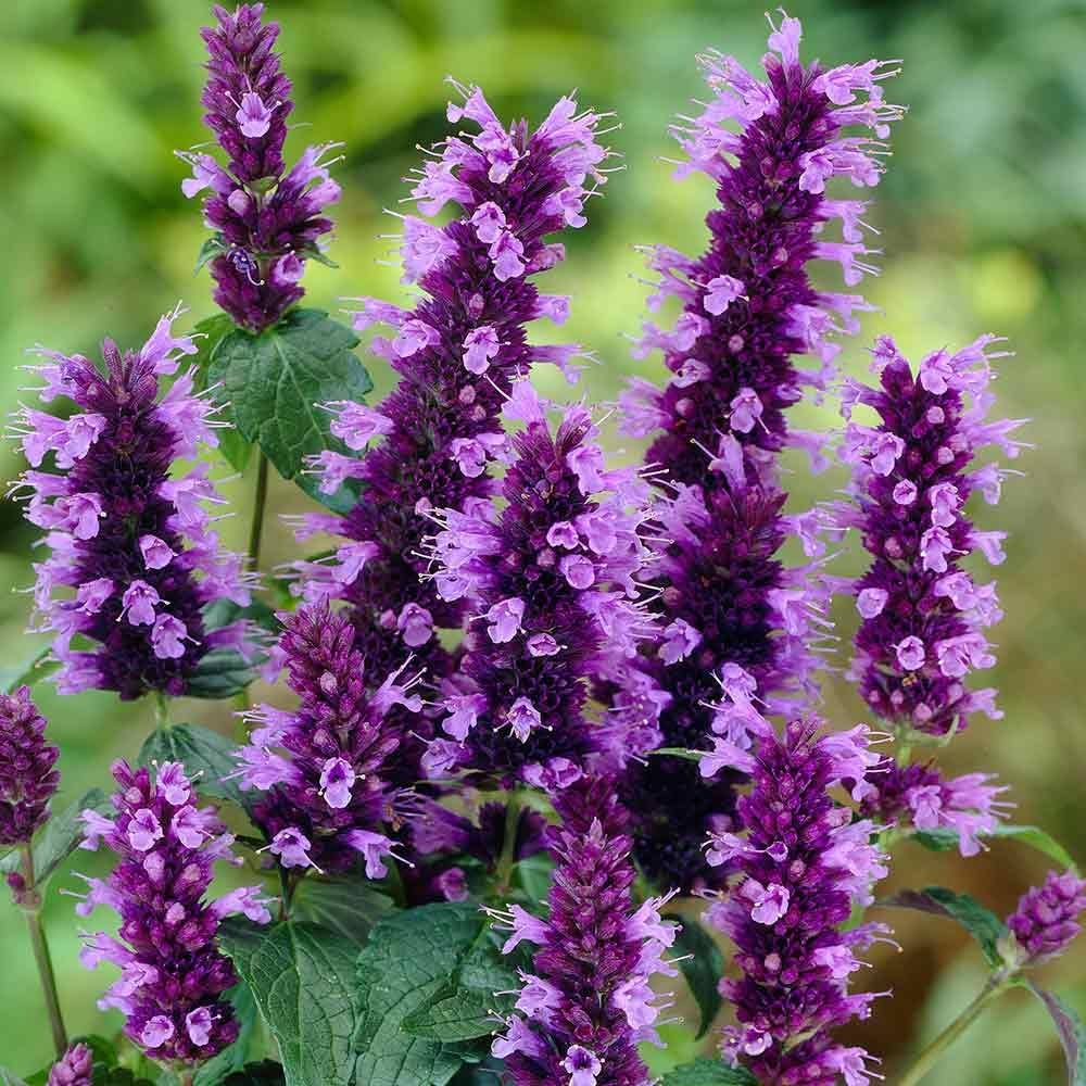 Hyssop Lavender Agastache Foeniculum – Aromatic Herb Flower Garden Seeds