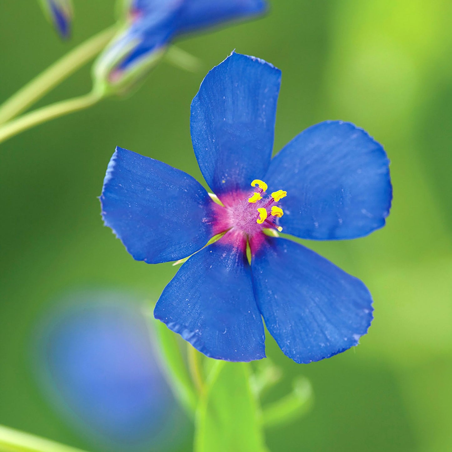 Pimpernel Anagallis Monelli – Blue Garden Flower Seeds
