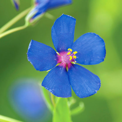 Pimpernel Anagallis Monelli – Blue Garden Flower Seeds