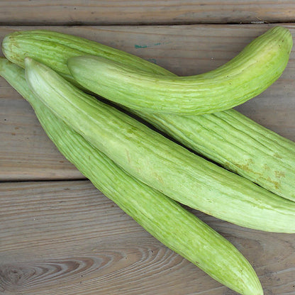 Cucumber Armenian Yard-Long Seeds – Long Ribbed Fruits, Heat Tolerant Variety