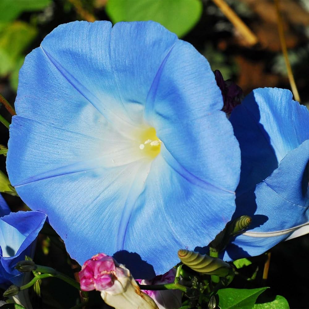 Water Moon Suigetsu – Garden Flower Seeds