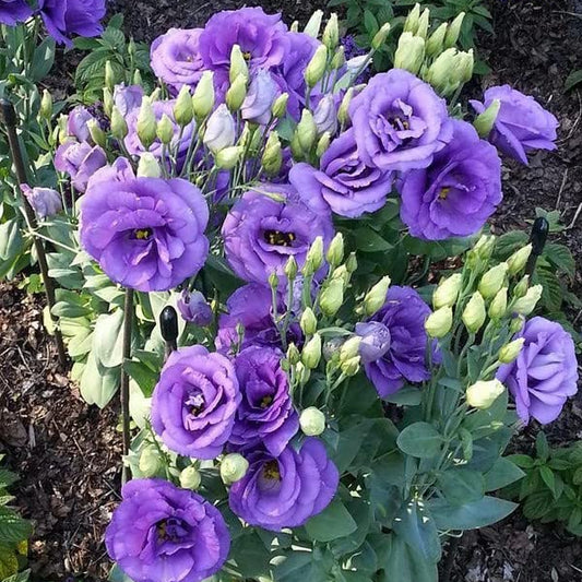Rare Light Purple – Perennial Flower Seeds