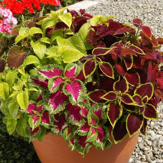 Coleus Solenostemon Scutellarioides – Kong Red Garden Seeds