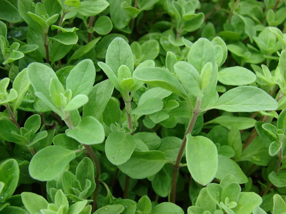 Sweet Marjoram Origanum Majorana – Herb Seeds for Planting