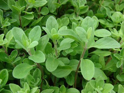 Sweet Marjoram Origanum Majorana – Herb Seeds for Planting