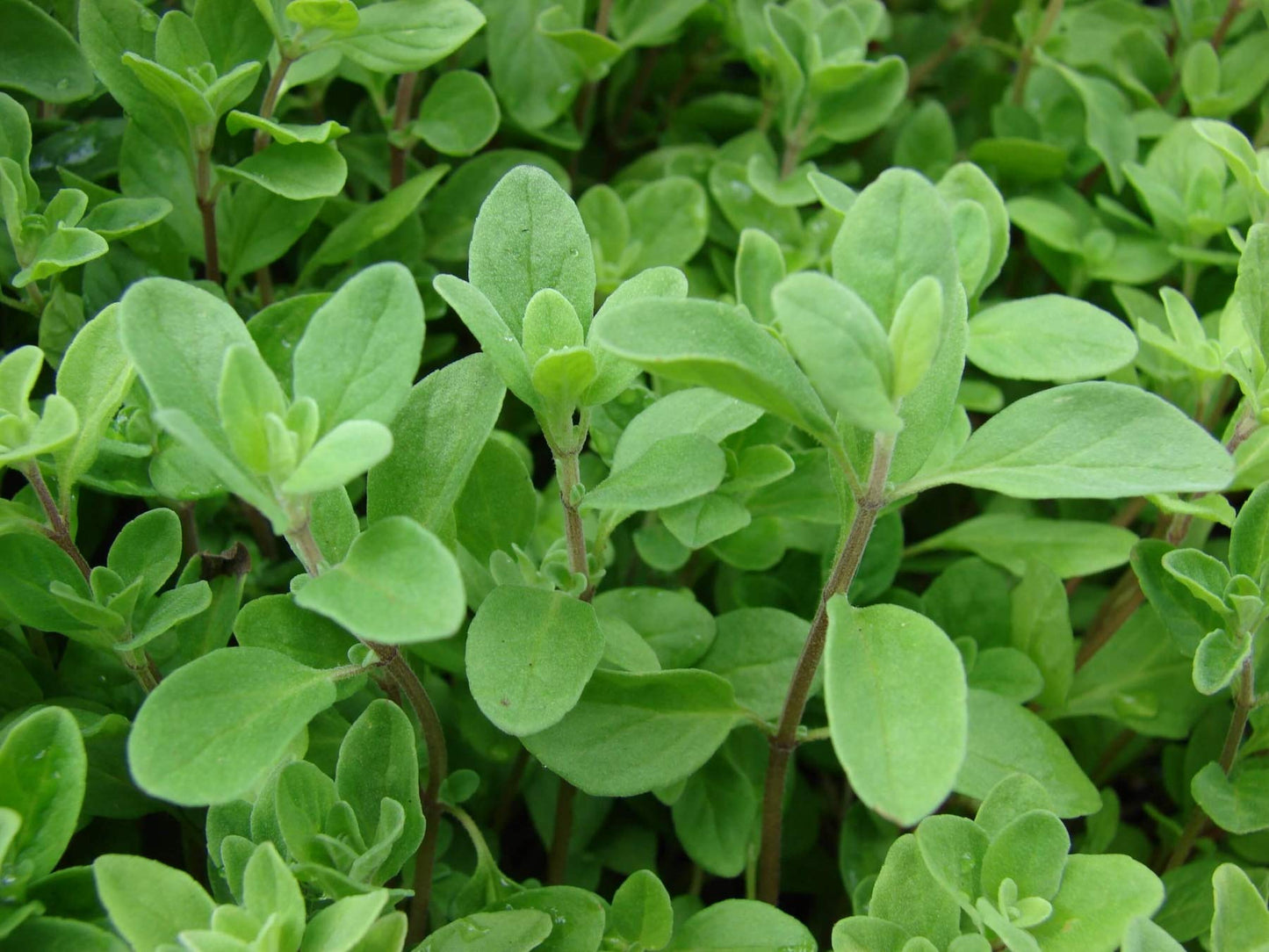 Sweet Marjoram Origanum Majorana – Herb Seeds for Planting
