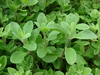 Sweet Marjoram Origanum Majorana – Herb Seeds for Planting