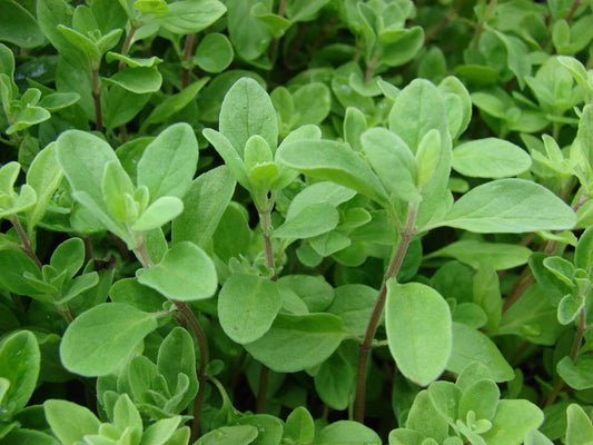 Sweet Marjoram Origanum Majorana – Herb Seeds for Planting