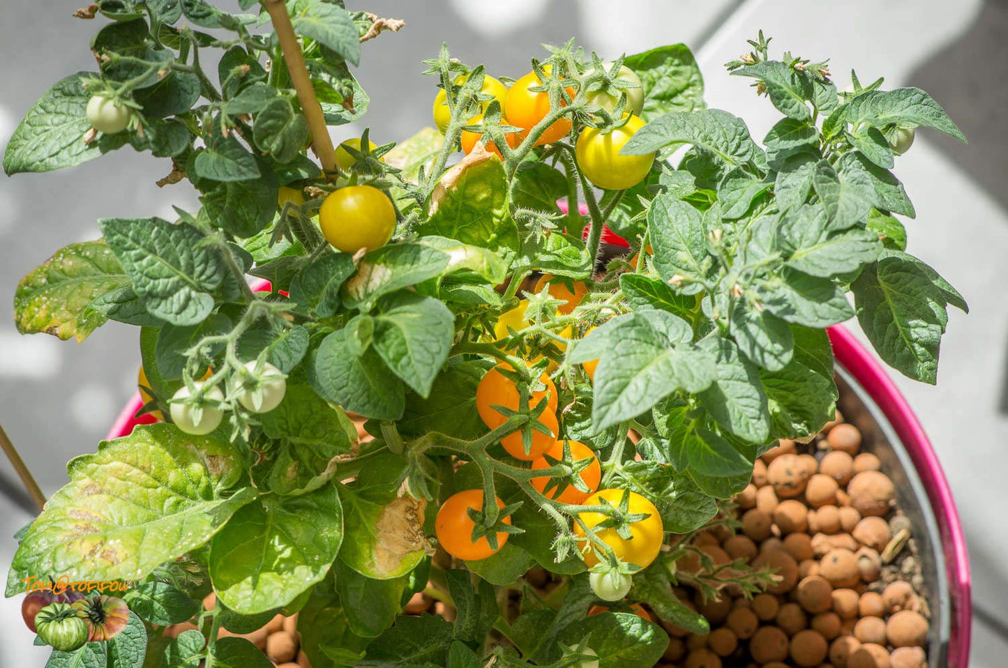 Dwarf Cherry Tomato – Dwarf Vegetable Seeds