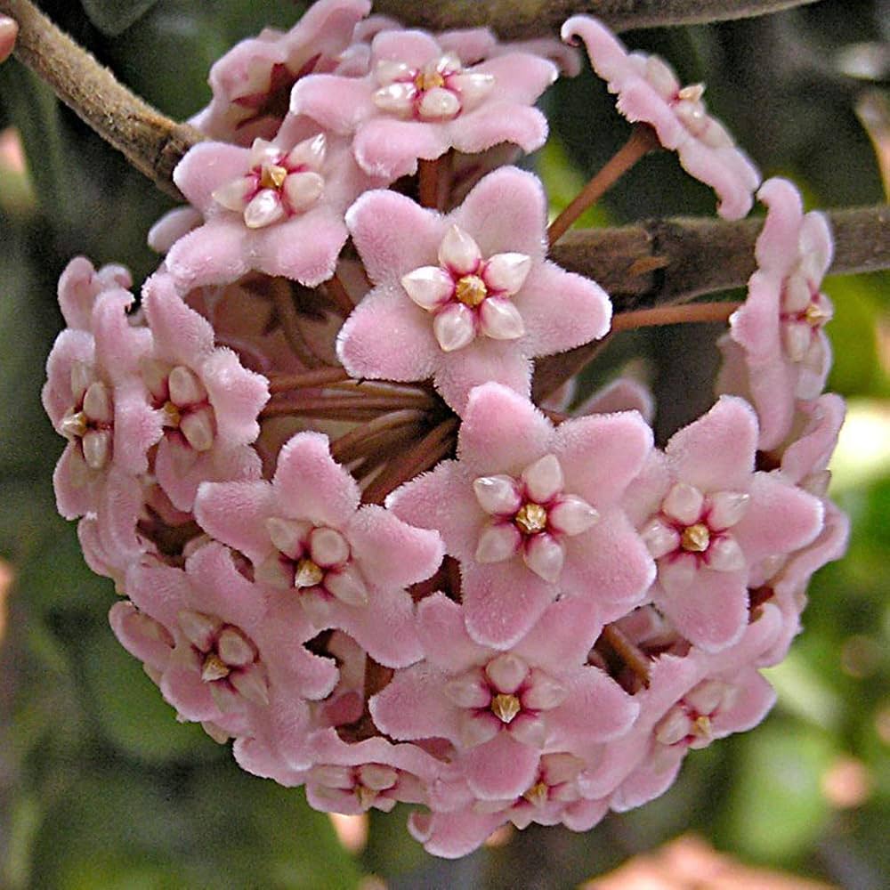 Hoya Carnosa ‘Compacta’ Flowering Plant Seeds – Twisted Foliage, Vining Houseplant Variety