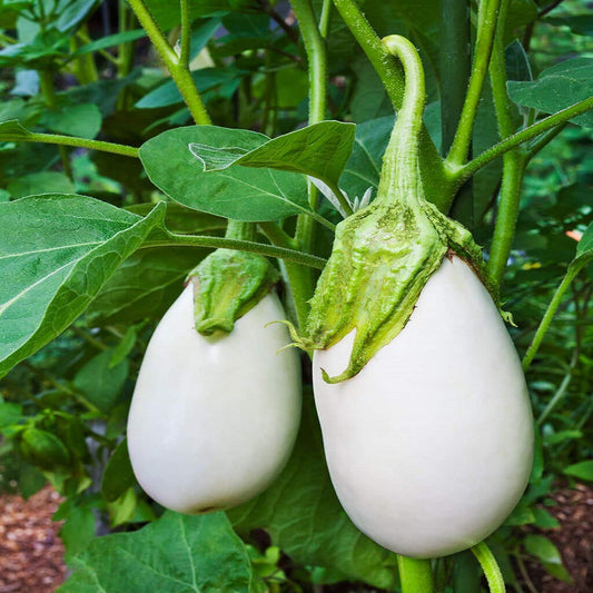 White Round Eggplant Solanum Melongena – Hardy Vegetable Seeds