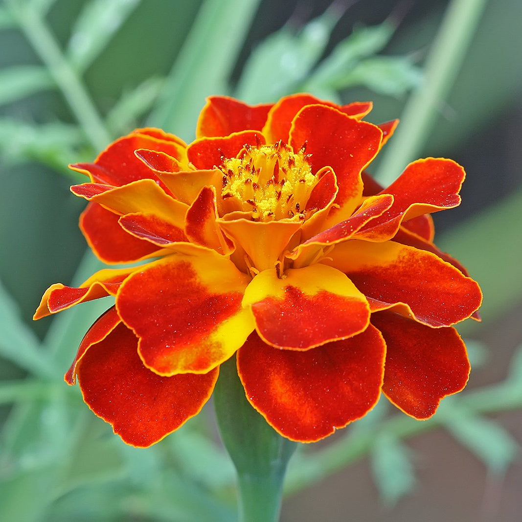 French Marigold Double – Garden Flower Seeds