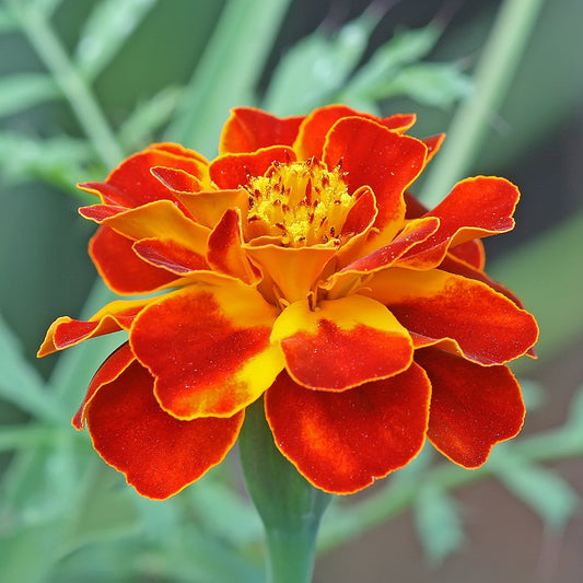 French Marigold Double – Garden Flower Seeds