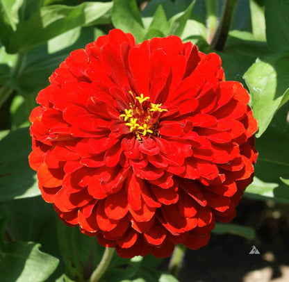 The Deep Red – Garden Flower Seeds