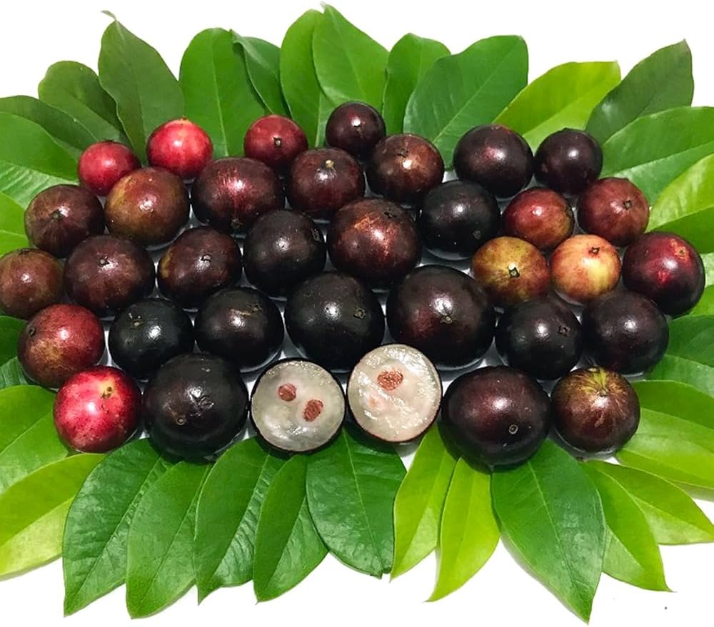 Jaboticaba Tree (Plinia cauliflora) Seeds for Planting – Heirloom, Non-GMO, Tropical Variety, Easy to Grow, Suitable for Containers