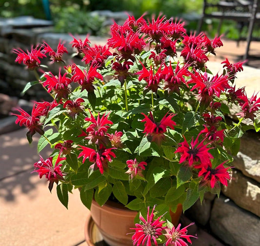 Bee Balm Panorama Mix Monarda Didyma – Colorful Garden Flower Seeds