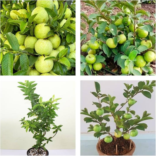 Guava Fruit Bonsai Tree – Hardy Fruit Tree Seeds
