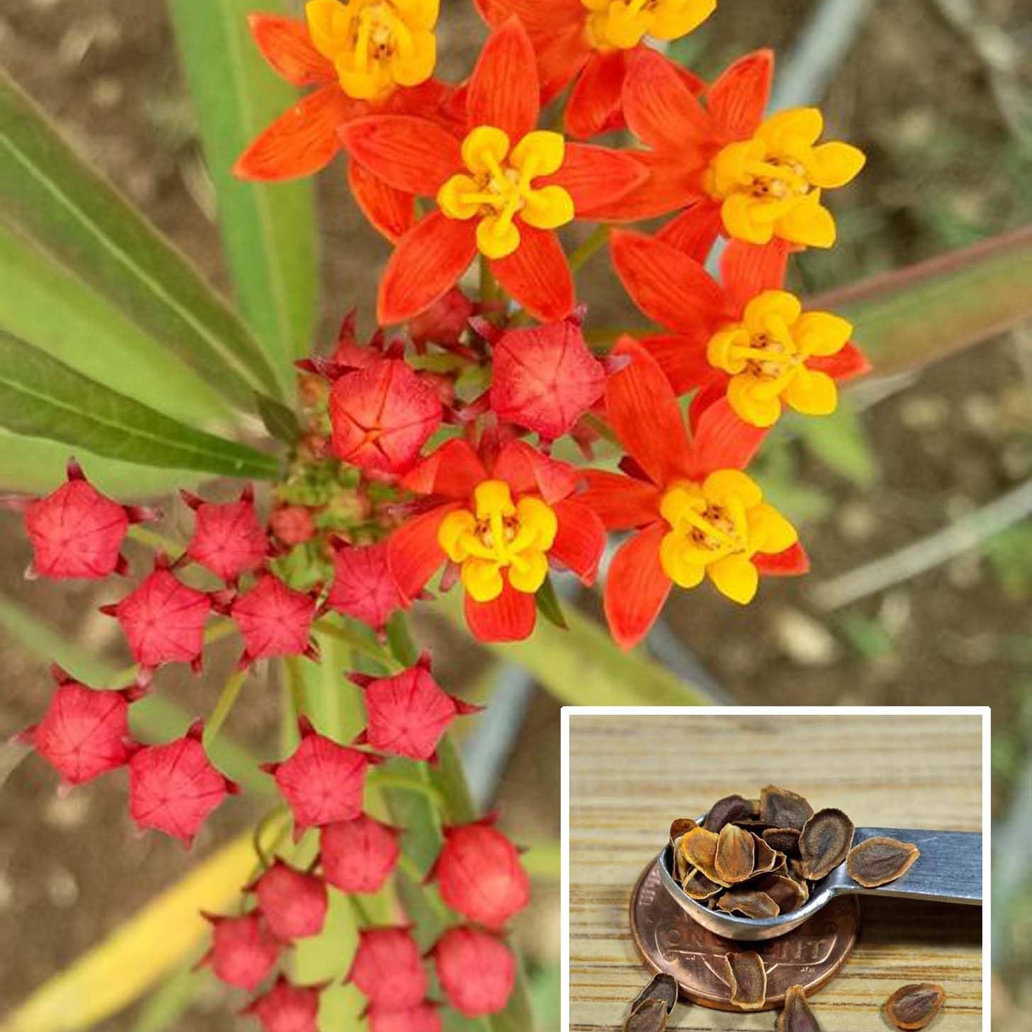 Blood Flower Asclepias Curassavica – Scarlet Milkweed Flower Seeds
