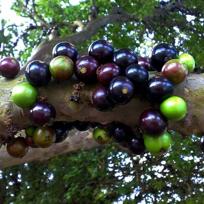 Jaboticaba (Plinia cauliflora) Seeds for Planting – Heirloom, Non-GMO, Easy to Grow, Indoor/Outdoor Variety
