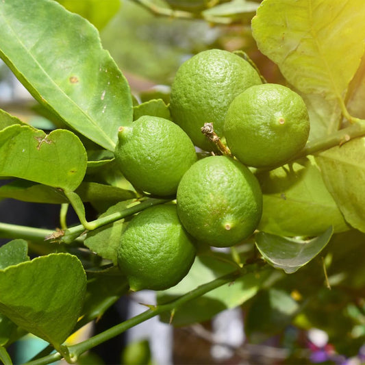 Lime Tree (Citrus aurantiifolia) Seeds for Planting – Heirloom, Non-GMO, Easy to Grow, Perennial Citrus Variety