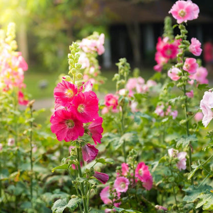 Danish Hollyhock (Alcea rosea) Seeds for Planting – Heirloom, Non-GMO, Upright Stems, Easy to Grow, Annual/Perennial