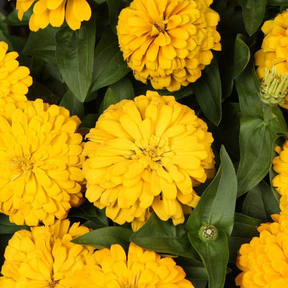 Zinnia Canary Bird Zinnia Elegans – Vibrant Garden Flower Seeds