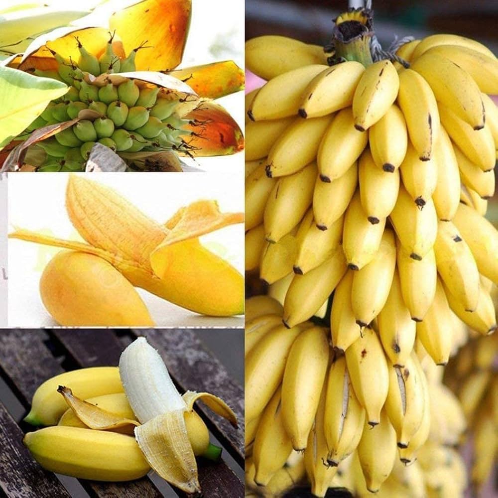 Yellow Banana Seeds for Planting – Heirloom, Non-GMO, Musa Variety, Easy to Grow