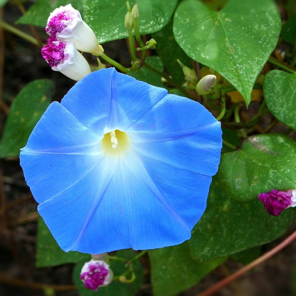 Water Moon Suigetsu – Garden Flower Seeds